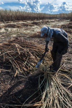 Piracicaba, Sao Paulo, Brazil. April 04, 2008. Manual labour harvest sugar cane on the field in Brazil