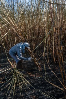 Piracicaba, Sao Paulo, Brazil. April 04, 2008. Manual labour harvest sugar cane on the field in Brazil