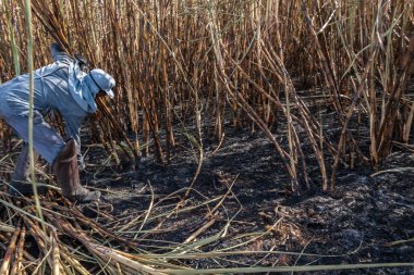 Piracicaba, Sao Paulo, Brazil. April 04, 2008. Manual labour harvest sugar cane on the field in Brazil
