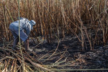 Piracicaba, Sao Paulo, Brazil. April 04, 2008. Manual labour harvest sugar cane on the field in Brazil