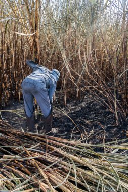 Piracicaba, Sao Paulo, Brazil. April 04, 2008. Manual labour harvest sugar cane on the field in Brazil