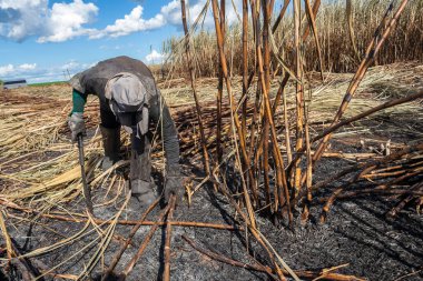 Piracicaba, Sao Paulo, Brazil. April 04, 2008. Manual labour harvest sugar cane on the field in Brazil