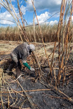 Piracicaba, Sao Paulo, Brazil. April 04, 2008. Manual labour harvest sugar cane on the field in Brazil