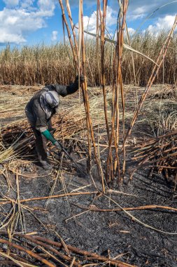 Piracicaba, Sao Paulo, Brazil. April 04, 2008. Manual labour harvest sugar cane on the field in Brazil