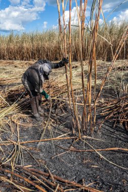 Piracicaba, Sao Paulo, Brazil. April 04, 2008. Manual labour harvest sugar cane on the field in Brazil