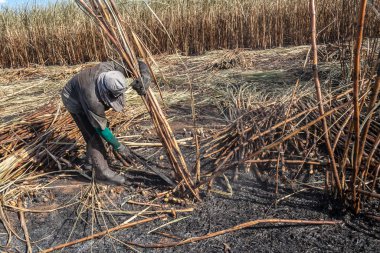 Piracicaba, Sao Paulo, Brazil. April 04, 2008. Manual labour harvest sugar cane on the field in Brazil