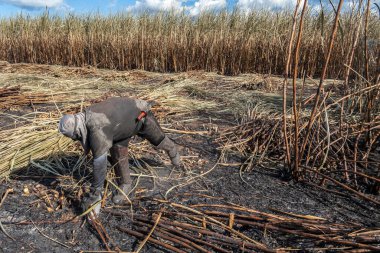 Piracicaba, Sao Paulo, Brazil. April 04, 2008. Manual labour harvest sugar cane on the field in Brazil