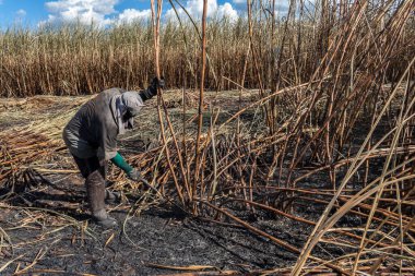 Piracicaba, Sao Paulo, Brazil. April 04, 2008. Manual labour harvest sugar cane on the field in Brazil