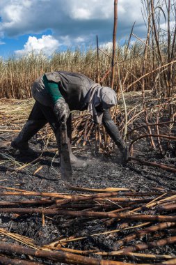 Piracicaba, Sao Paulo, Brazil. April 04, 2008. Manual labour harvest sugar cane on the field in Brazil