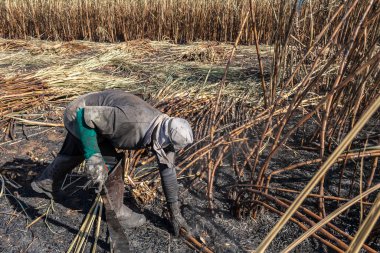 Piracicaba, Sao Paulo, Brazil. April 04, 2008. Manual labour harvest sugar cane on the field in Brazil