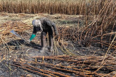 Piracicaba, Sao Paulo, Brazil. April 04, 2008. Manual labour harvest sugar cane on the field in Brazil