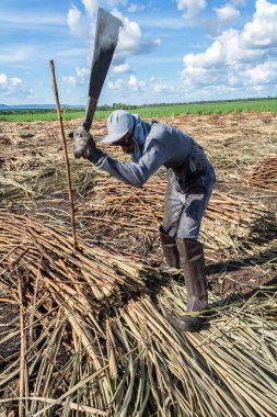 Piracicaba, Sao Paulo, Brazil. April 04, 2008. Manual labour harvest sugar cane on the field in Brazil