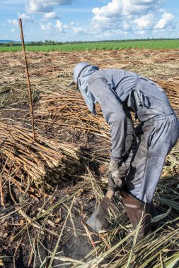 Piracicaba, Sao Paulo, Brazil. April 04, 2008. Manual labour harvest sugar cane on the field in Brazil