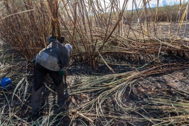 Piracicaba, Sao Paulo, Brazil. April 04, 2008. Manual labour harvest sugar cane on the field in Brazil