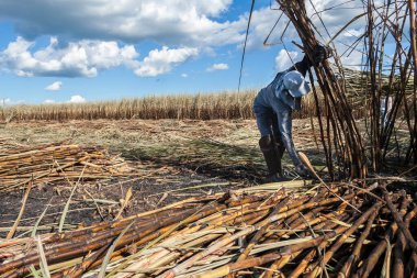 Piracicaba, Sao Paulo, Brazil. April 04, 2008. Manual labour harvest sugar cane on the field in Brazil
