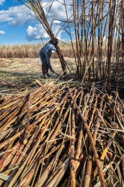 Piracicaba, Sao Paulo, Brazil. April 04, 2008. Manual labour harvest sugar cane on the field in Brazil