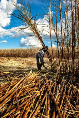Piracicaba, Sao Paulo, Brazil. April 04, 2008. Manual labour harvest sugar cane on the field in Brazil