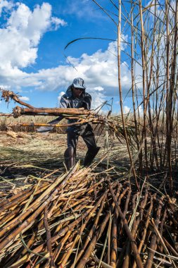 Piracicaba, Sao Paulo, Brazil. April 04, 2008. Manual labour harvest sugar cane on the field in Brazil