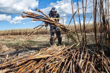 Piracicaba, Sao Paulo, Brazil. April 04, 2008. Manual labour harvest sugar cane on the field in Brazil