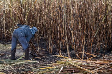 Piracicaba, Sao Paulo, Brazil. April 04, 2008. Manual labour harvest sugar cane on the field in Brazil