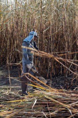 Piracicaba, Sao Paulo, Brazil. April 04, 2008. Manual labour harvest sugar cane on the field in Brazil