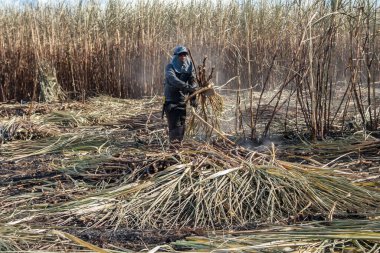 Piracicaba, Sao Paulo, Brazil. April 04, 2008. Manual labour harvest sugar cane on the field in Brazil