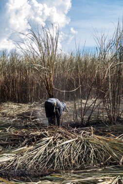 Piracicaba, Sao Paulo, Brazil. April 04, 2008. Manual labour harvest sugar cane on the field in Brazil