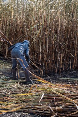 Piracicaba, Sao Paulo, Brazil. April 04, 2008. Manual labour harvest sugar cane on the field in Brazil