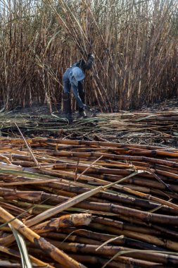 Piracicaba, Sao Paulo, Brazil. April 04, 2008. Manual labour harvest sugar cane on the field in Brazil