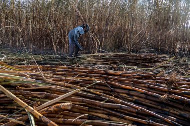 Piracicaba, Sao Paulo, Brazil. April 04, 2008. Manual labour harvest sugar cane on the field in Brazil