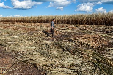 Piracicaba, Sao Paulo, Brazil. April 04, 2008. Manual labour harvest sugar cane on the field in Brazil
