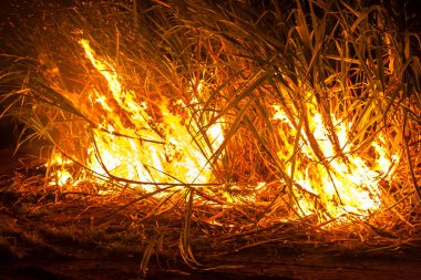 Sugar cane fire at night on the farm in Brazil
