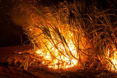 Sugar cane fire at night on the farm in Brazil