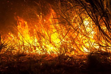 Sugar cane fire at night on the farm in Brazil