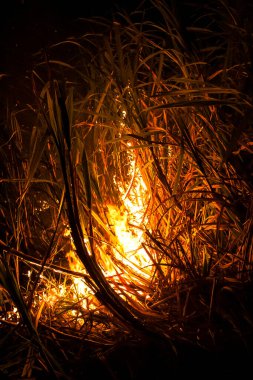 Sugar cane fire at night on the farm in Brazil