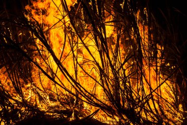 Sugar cane fire at night on the farm in Brazil