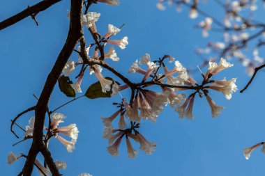 Marilia belediyesinde seçici odaklı Ipes beyaz ağaç çiçek koruluğu
