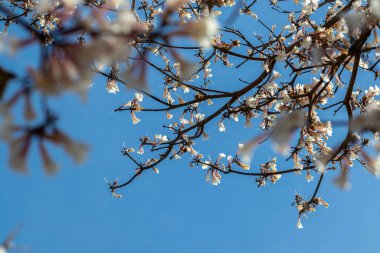 Marilia belediyesinde seçici odaklı Ipes beyaz ağaç çiçek koruluğu