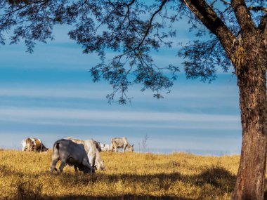 Herd of Nelore cattle grazing in a pasture in Brazil
