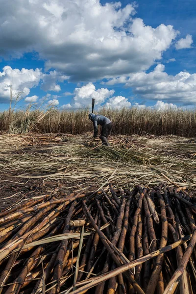 Piracicaba, Sao Paulo, Brazil. April 04, 2008. Manual labour harvest sugar cane on the field in Brazil