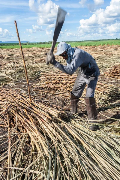 Piracicaba Sao Paulo Brazil April 2008 Manual Labour Harvest Sugar — Φωτογραφία Αρχείου