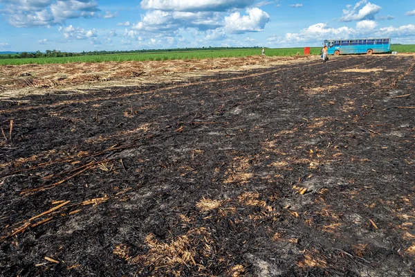 Piracicaba, Sao Paulo, Brazil. April 04, 2008. Manual labour harvest sugar cane on the field in Brazil