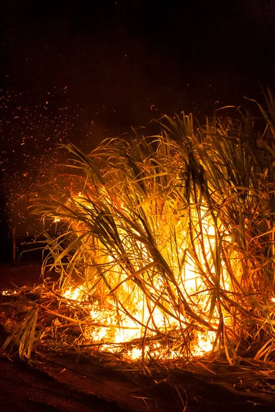 Sugar cane fire at night on the farm in Brazil