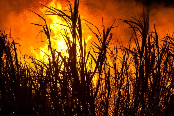 Sugar cane fire at night on the farm in Brazil
