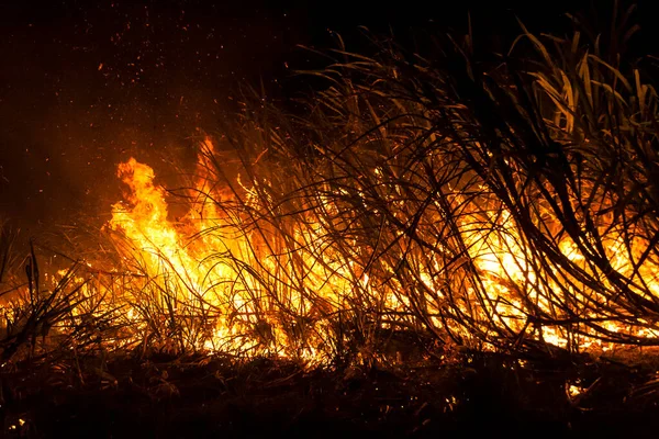 Sugar cane fire at night on the farm in Brazil