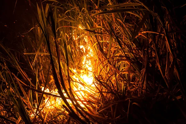 Sugar cane fire at night on the farm in Brazil