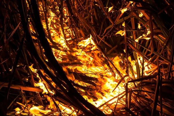 Sugar cane fire at night on the farm in Brazil