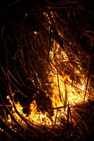 Sugar cane fire at night on the farm in Brazil