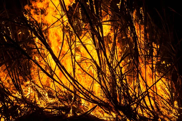 Sugar Cane Fire Night Farm Brazil — Stock fotografie