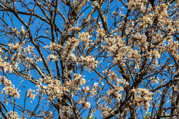 マリリアの自治体で選択的に焦点を当てた白い木の開花林 — ストック写真